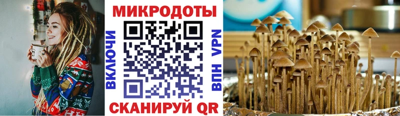 Псилоцибиновые грибы Cubensis  как найти   Владикавказ 